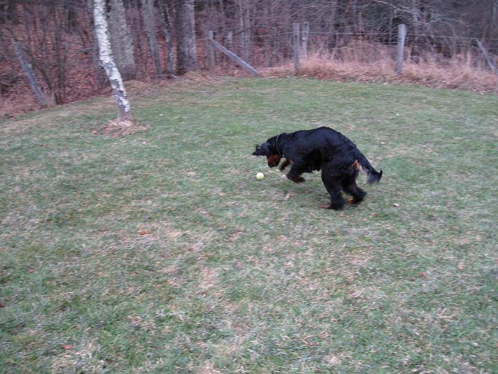 crgordons_057.jpg - Oliver chasing his play ball.